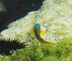 Chrysiptera unimaculata