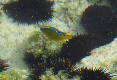 Chrysiptera unimaculata