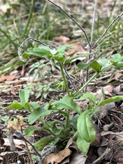 Lithospermum matamorense