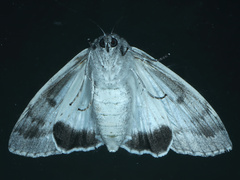 Capusa senilis