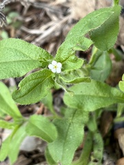 Lithospermum matamorense