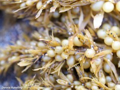 Sargassum muticum