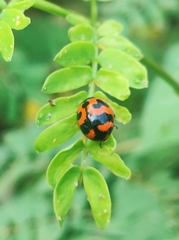 Coccinella transversalis
