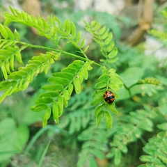Coccinella transversalis