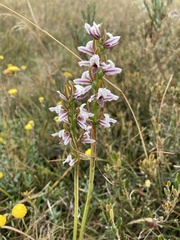 Prasophyllum suttonii