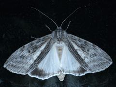 Capusa senilis