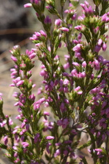 Erica straussiana