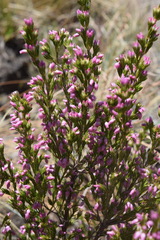 Erica straussiana