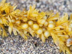 Sargassum muticum