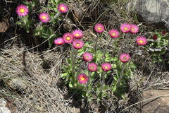 Helichrysum ecklonis