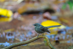 Rhipidura albicollis