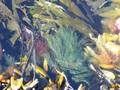 Cladophora rupestris