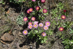 Helichrysum ecklonis