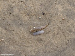 Sphoeroides marmoratus