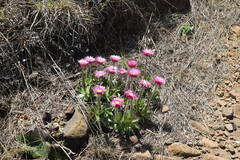 Helichrysum ecklonis