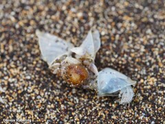 Dosima fascicularis
