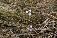 Moraea modesta