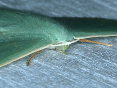 Prasinocyma semicrocea