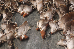 Drynaria quercifolia