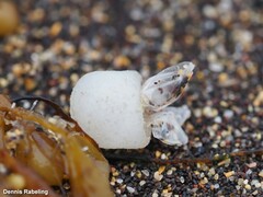 Dosima fascicularis