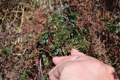 Cheilanthes quadripinnata
