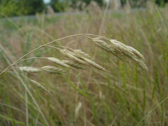 Bromus racemosus