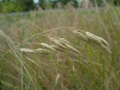 Bromus racemosus