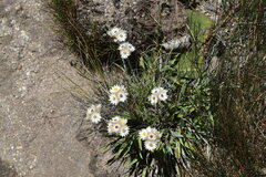 Helichrysum monticola
