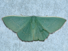 Prasinocyma semicrocea