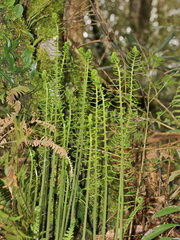 Plagiogyria falcata