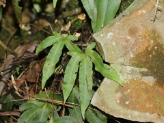 Pyrrosia polydactylos