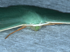 Prasinocyma semicrocea