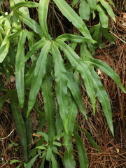 Pyrrosia polydactylos