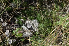 Ursinia montana