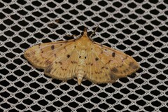 Herpetogramma cynaralis