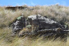Helichrysum argentissimum