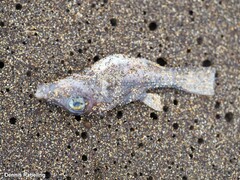 Canthigaster capistrata