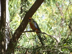 Platycercus elegans adelaidae