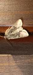 Ichneutica mutans