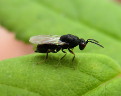 Eurytomidae