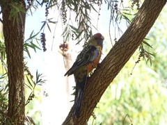 Platycercus elegans adelaidae