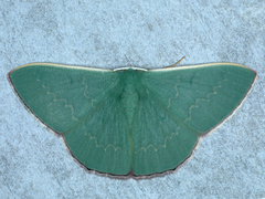 Prasinocyma semicrocea