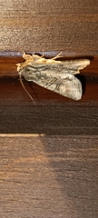 Ichneutica mutans