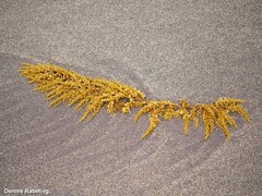 Sargassum muticum