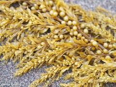 Sargassum muticum
