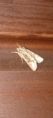 Ichneutica mutans