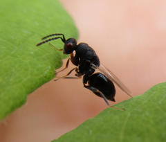 Eurytomidae
