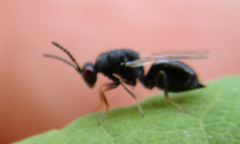 Eurytomidae