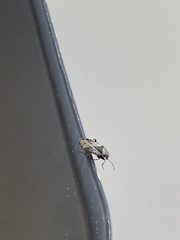Heterogaster urticae