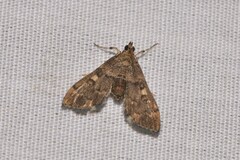 Nacoleia rhoeoalis